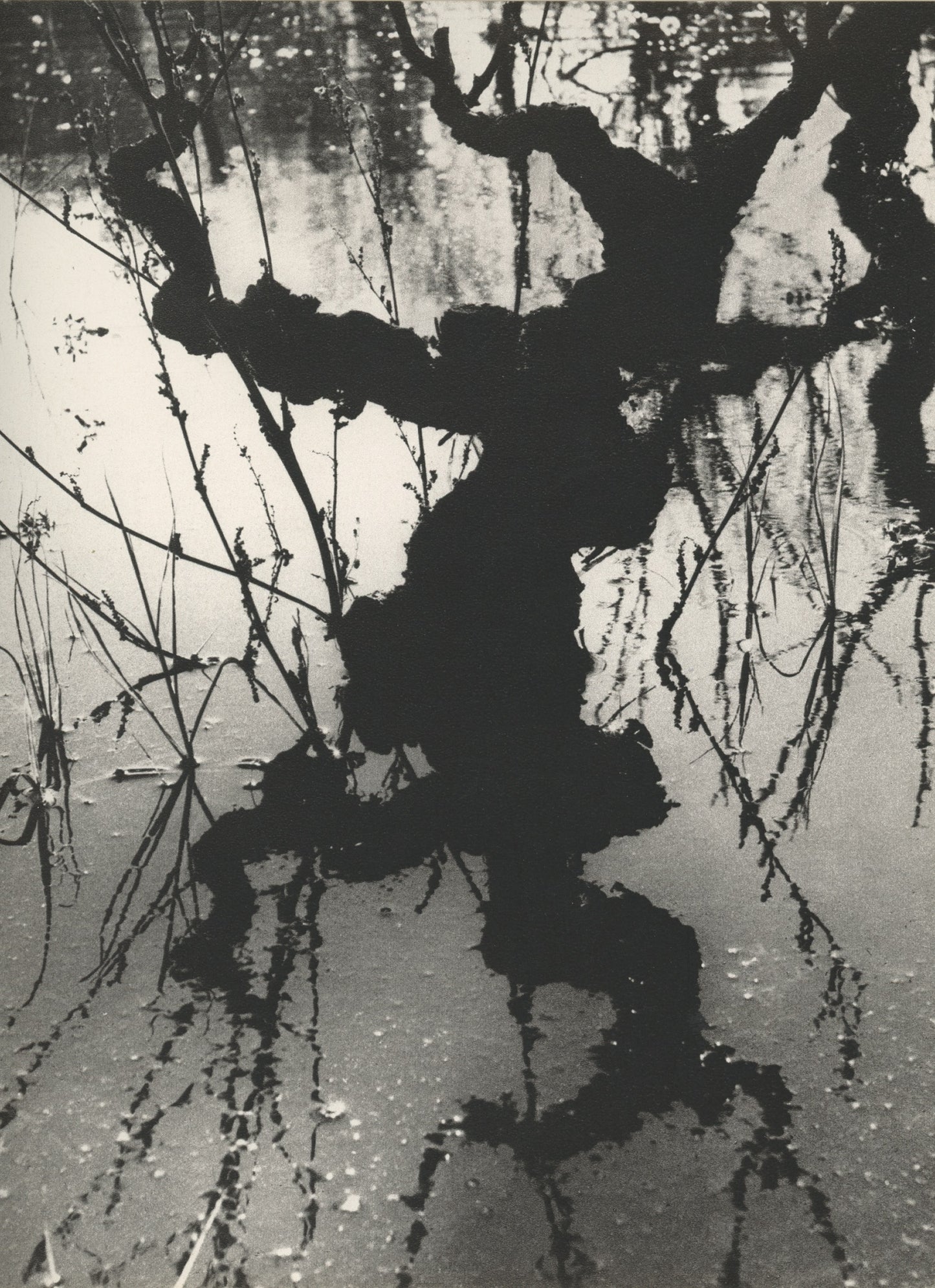 Flooded vines